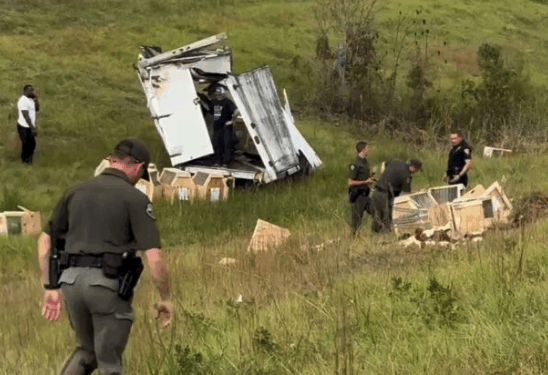 Monkey’s Escape After Truck Crash