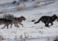 Man Interacts with Wolves at Yellowstone Park