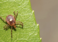 New York Officials Comment On Tick Bite
